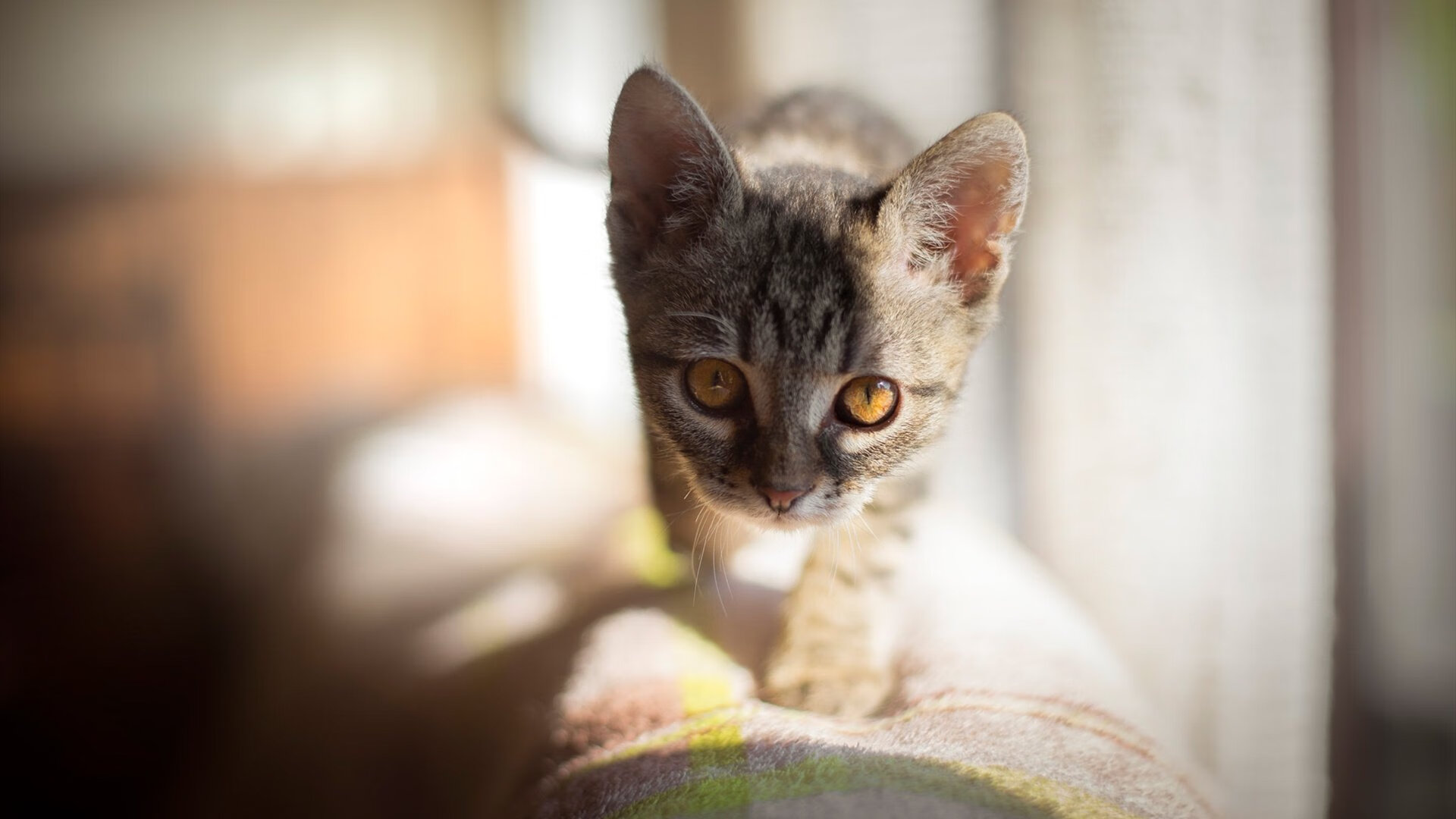 当撒哈拉遇到安第斯，法比尼奥的魔法点燃夜空