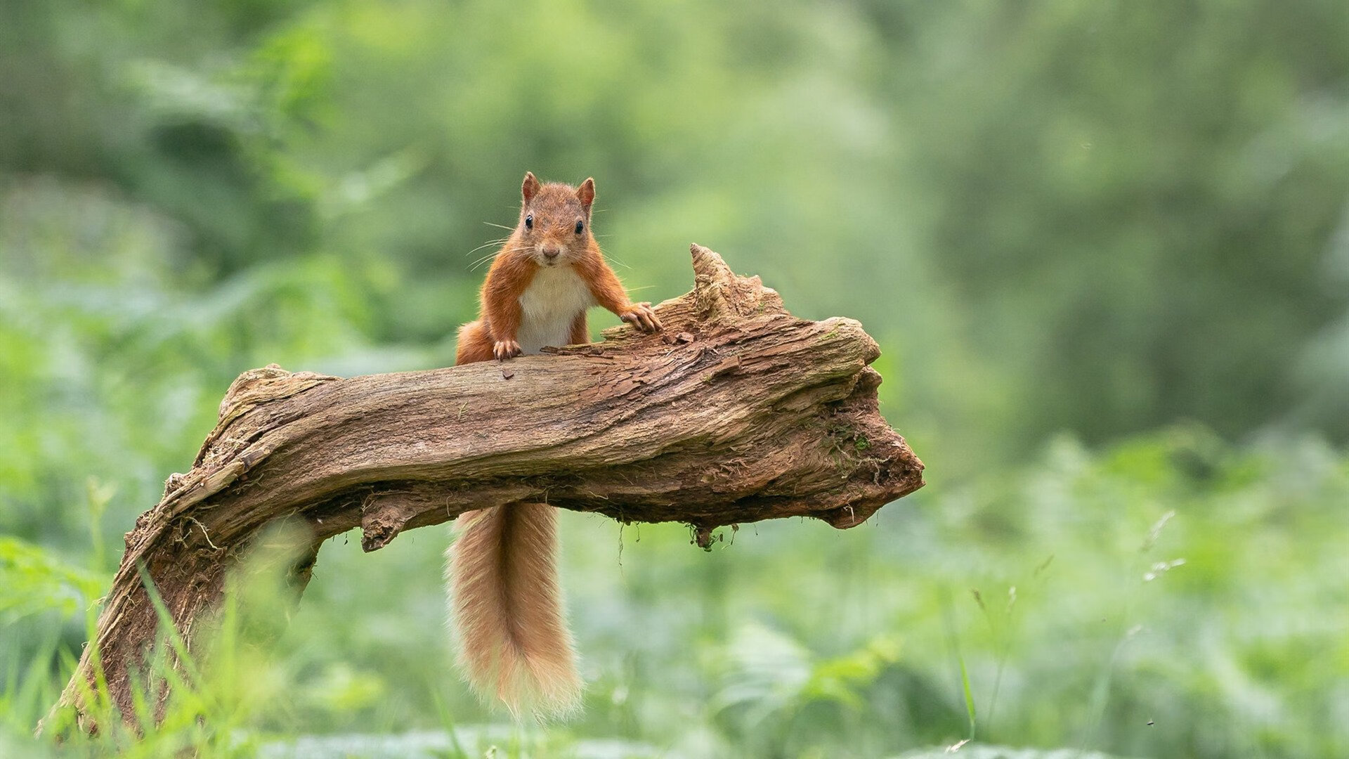 魔改现实！广厦队生死战竟穿越击败湖人，福克斯成关键先生