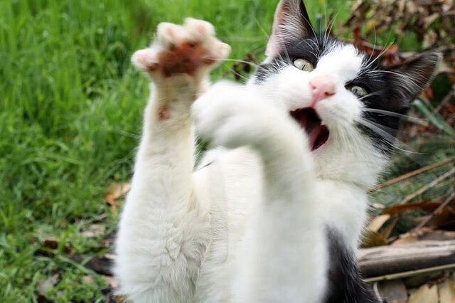 龙归故里与蜂群战术,当莫兰特完成救赎,黄蜂撕碎雄鹿的傲慢