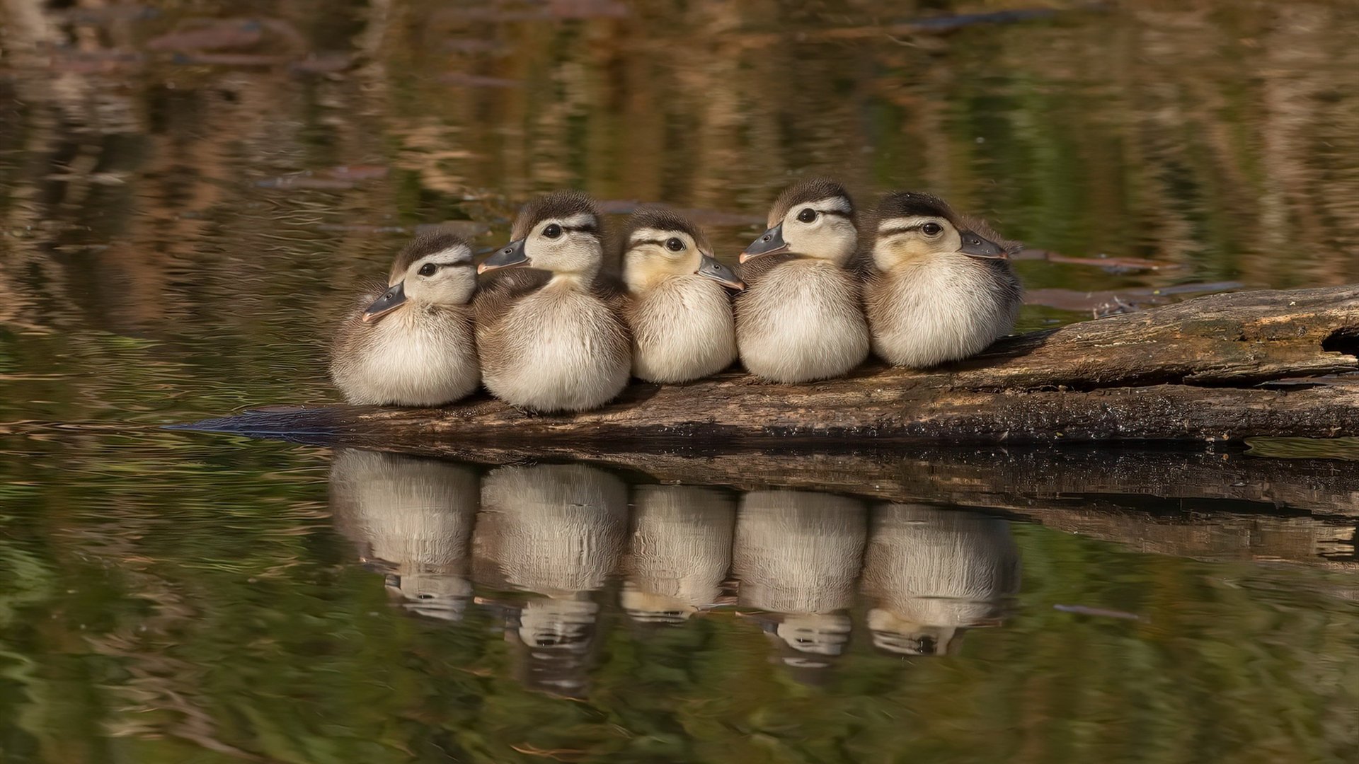 开云体育-唯一的胜利配方，当埃及的钢铁防线遇见奥利维耶的个人魔法