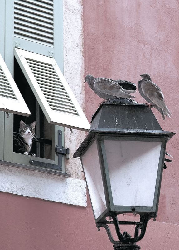 冰与火的对决，暗影中决断，凯恩一箭穿心带走塞维利亚红白之殇