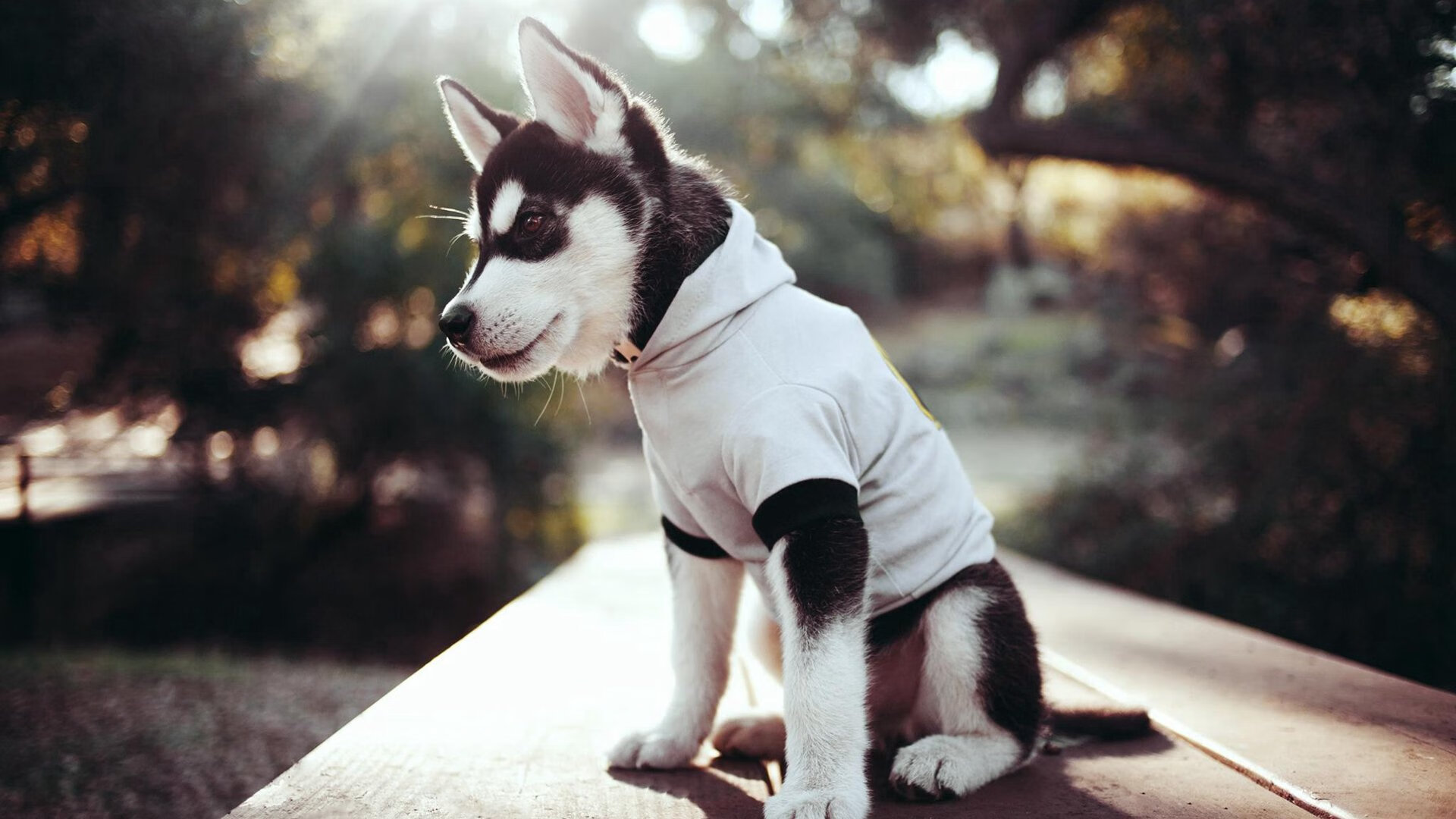 金州密码，库里防守端的隐型锁链与凯尔特人破译雄鹿防守的最后三秒