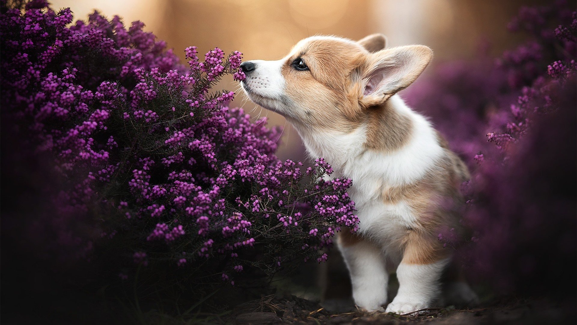 唯一性战场，东契奇的个人爆破、马刺的团队韵律与广东的钢铁防线—一场从未发生的史诗对位